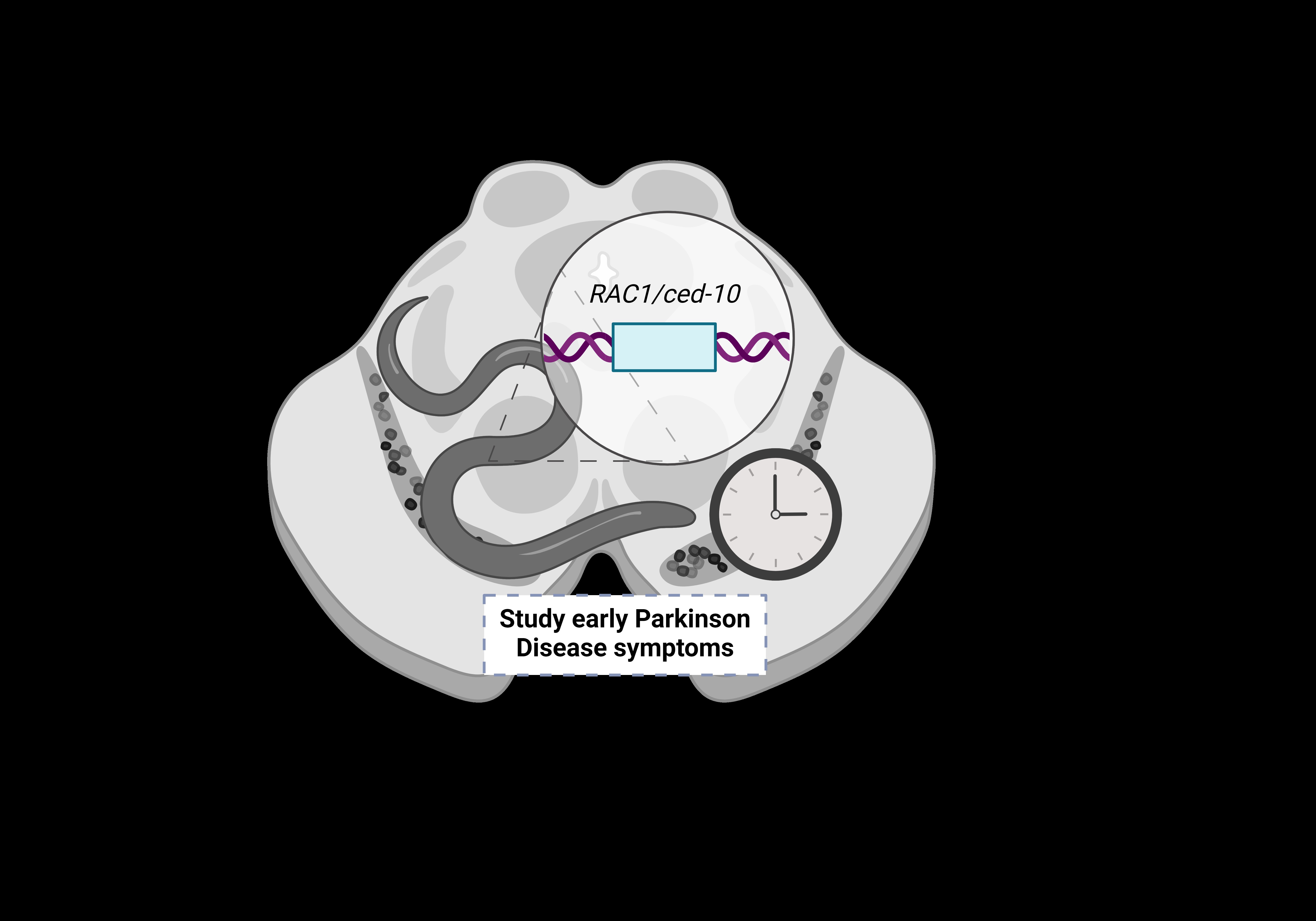 Gràfic il·lustratiu de l'estudi que proposa C. elegans Rac1/CED10 com a model per a estudiar els estadis inicials del Parkinson. Foto: Amanda Muñoz