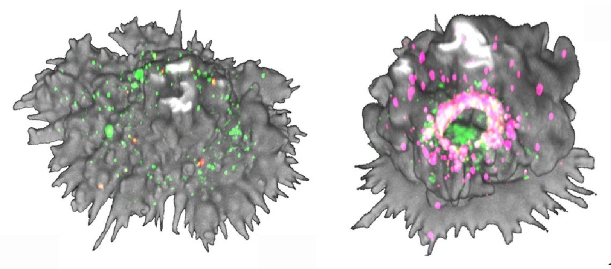 Cèl·lula dendrítica madura i transformació massiva de la morfologia de la cèl·lula dendrítica 60 min després de la captació del VIH