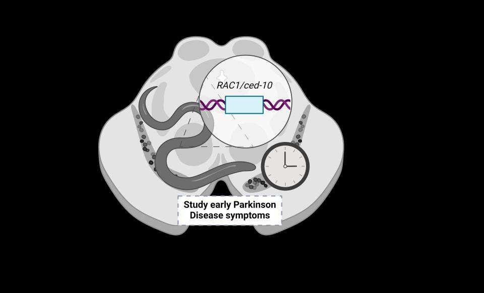 Gràfic il·lustratiu de l'estudi que proposa C. elegans Rac1/CED10 com a model per a estudiar els estadis inicials del Parkinson. Foto: Amanda Muñoz