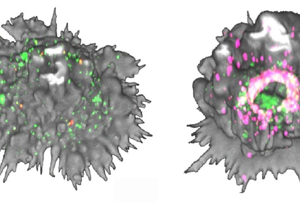 Célula dendrítica madura y transformación masiva de la morfología de la célula dendrítica 60 min después de la captación del VIH